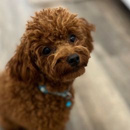 Coco - Goldendoodle