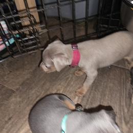 SFM1 4-26 Red Collar - Fawn (isabella) and tan male Miniature Pinscher puppy in Middle Point, Ohio from Knisely's Min Pins-AKC