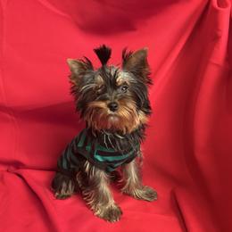 LB boy teal - Blue and gold male Yorkshire Terrier puppy in Alburnett, Iowa from Hobbs Shire Yorkies