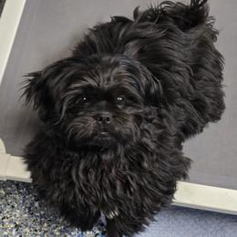 Storm - Black male Shih Tzu puppy in Mountain Grove, Missouri from Precious Puppies