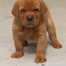 Labrador Retriever Puppies from Ivy Leash Labradors