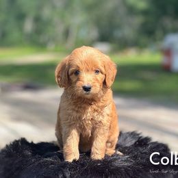 Colby - Goldendoodle puppy in Lancaster, Minnesota from North Star Dog Training