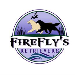 Golden Retriever Puppies from Firefly’s Retrievers