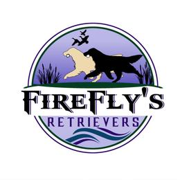 Golden Retriever Puppies from Firefly’s Retrievers
