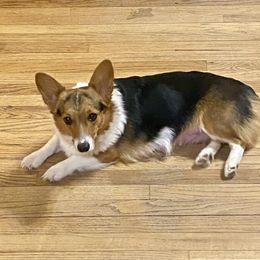Gussie - Pembroke Welsh Corgi