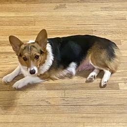 Gussie - Pembroke Welsh Corgi