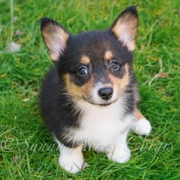 Magpie - Black and tan female Pembroke Welsh Corgi puppy in Bedford, Indiana from Sunny Acres Corgis