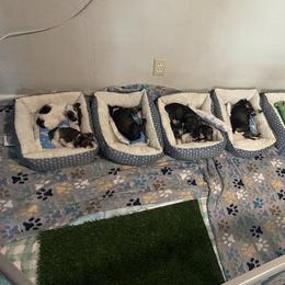 Miniature Schnauzer Puppies from Amanda Tragash