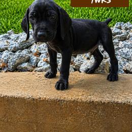 Brown boy - Black male German Shorthaired Pointer puppy in Dahlonega, Georgia from Pointer Mountain Bird Dogs