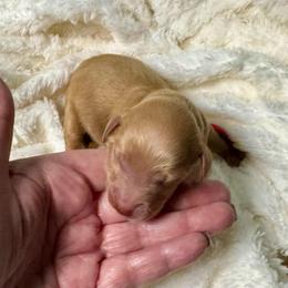 Boy 2 - Red  male Goldendoodle puppy in Haltom City, Texas from Ohana Doodles