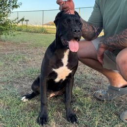 Female 1 - Black female Cane Corso puppy in Cashion, Oklahoma from APEXOK Cane Corsos LLC