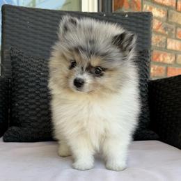 Pearl - Blue merle female Pomeranian puppy in San Jacinto, California from Savvypomeranians