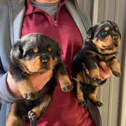 Rottweiler Puppies from Vom Kaiserreich Rottweilers