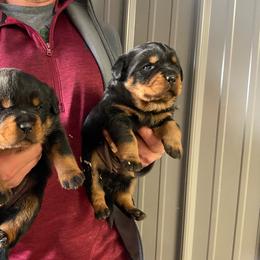 Rottweiler Puppies from Vom Kaiserreich Rottweilers