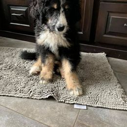 Bernedoodle Puppies from Flat Creek Bernedoodles