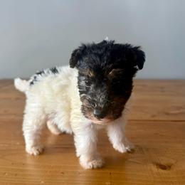 Hank (Red) - White and black male Wire Fox Terrier puppy in Knoxville, Tennessee from Wire Hairs of Knoxville