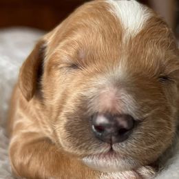 Goldendoodles from Family Goldendoodles