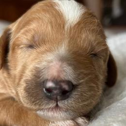 Goldendoodles from Family Goldendoodles