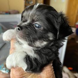 Independence (Indy) - Black and tan male Chihuahua puppy in Tecumseh, Oklahoma from Callie’s Happy Chihuahuas, Callie’s Happy Treasures LLC