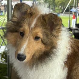 Shetland Sheepdog puppies from Triumph Shelties