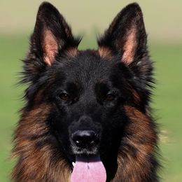 German Shepherd All Grown Up from German shepherd