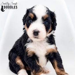 Dolly - Tri-color female Bernedoodle puppy in Tipton, Indiana from Country Creek Doodles