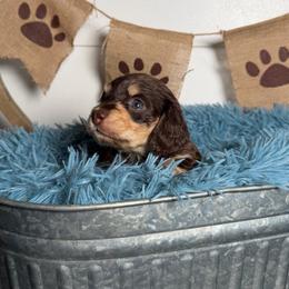 Walker - Chocolate and cream male Dachshund puppy in New Albany, Mississippi from Double A. Doxies