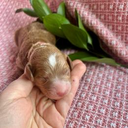 St. Joan - Red  female Goldendoodle puppy in Denison, Iowa from Violet View Iowa Goldendoodles