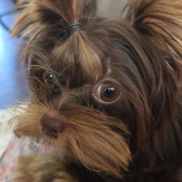 Yorkshire Terrier puppies from Dyer's Beauties