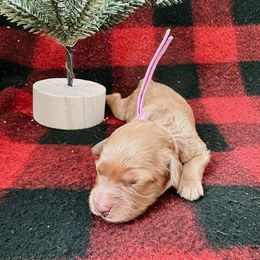 Goldendoodle and Poodle Puppies from Desert Born Kennel