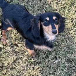 Mia - Dachshund