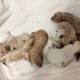 Grumpy - Red  male Goldendoodle puppy in Bradenton, Florida from Christianna’s Mini Goldendoodles