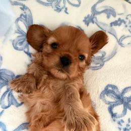 Minnie - Ruby female Cavalier King Charles Spaniel puppy in Melrose, Florida from Magnolia Hill Cavaliers and Doxies