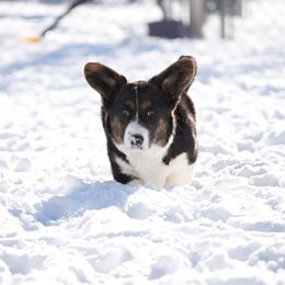 Cardigan Welsh Corgi Puppies from Shinra Cardigan Welsh Corgis