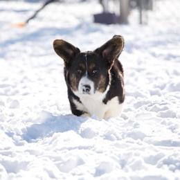Cardigan Welsh Corgi Puppies from Shinra Cardigan Welsh Corgis