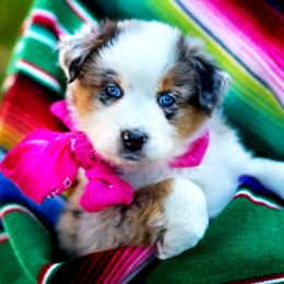 Queen Victoria - Blue merle female Australian Shepherd puppy in Paola, Kansas from Tiz Ranch