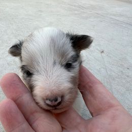 Merle - Blue merle white and tan female Shetland Sheepdog puppy in Kerville, Texas from Cedar Hill Kennels