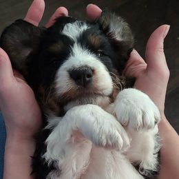 Bernedoodles from Bernedoodles of NWA