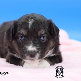 Lover - Black tri female Miniature Australian Shepherd puppy in Weeki Wachee, Florida from Arlington's Mini Aussies