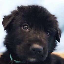 German Shepherds from Mcintire German Shepherds