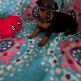 Clair - Black and rust female Miniature Pinscher puppy in Little River, South Carolina from Cheristar