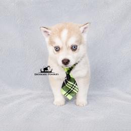 Brownie Blue Eyes - Red and white male Pomsky puppy in Stockton, Utah from Mischa Nelson