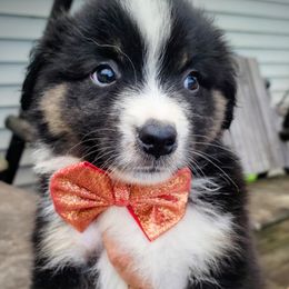 RED WITH GOLD BOW TIE - Black tri male Miniature American Shepherd puppy in Rensselaerville, New York from Callen Kennels