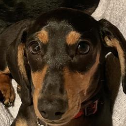 Dachshunds from Darling Dapple (mini) Dachshund