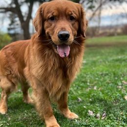 Moses - Golden Retriever