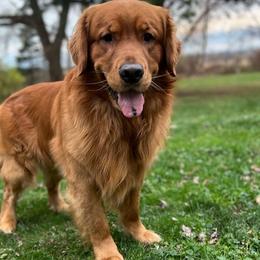 Moses - Golden Retriever