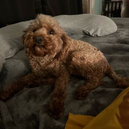 Maxine - Poodle