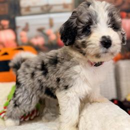 Nova - Blue merle female Aussiedoodle puppy in Dickerson, Maryland from Pawsome Aussie Doodles and Oodles