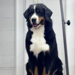 Bernese Mountain Dog and Golden Retriever All Grown Up from Gold Point Pups
