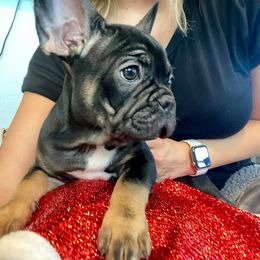 French Bulldog Puppies from Frenchie Paws